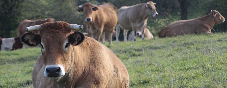 La race Parthenaise - la ferme des Couts - Chambretaud