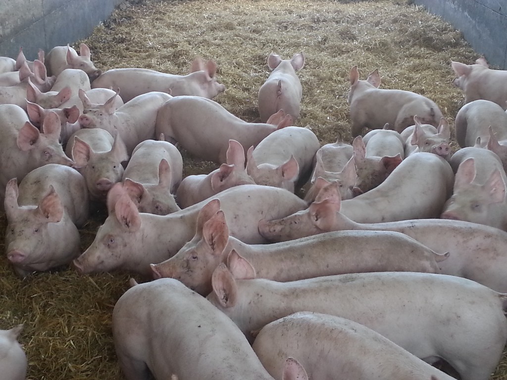 les porcs sur paille à Trégomeur