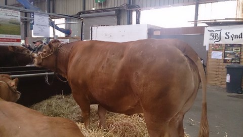 limousine la plus grosse des terralies 2014
