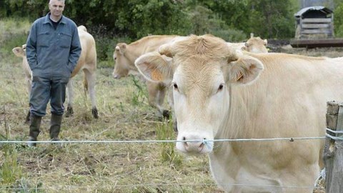 LIONEL PERIGOIS BLONDE AQUITAINE BRETAGNE